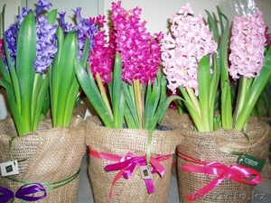 Продам гиацинты к 8 марата #549164