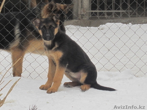 предлагаю нем-кую овчарку #558401