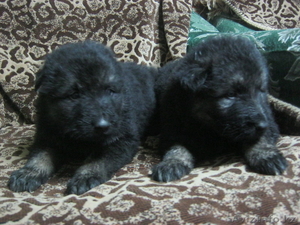 щенки вост-европейской овчарки #521285