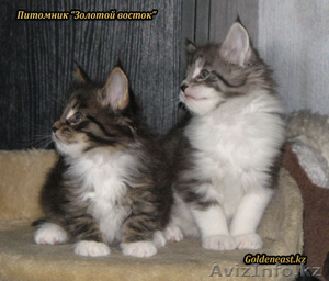 Кошки породы Мейн Кун от титулованных производителей #534489