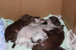 Щенки немецкой легавой (курцхаар). #528397