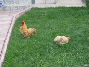 Продажа птиц в розницу #540039