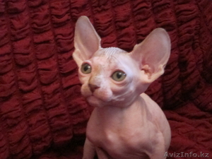 Алматы Казахстан питомник Silvia донские  и канадские сфинксы котята #544423