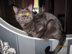 короткошерстный британец #557530