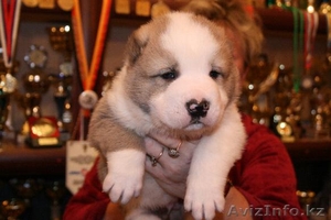 Крупные алабаи.  Доставка #554540