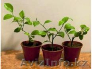 лимон комнатный #387065