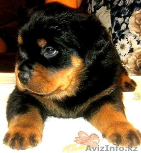 Породные щенки ротвейлера #554534