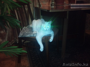 Белый кот Маркиз #551892