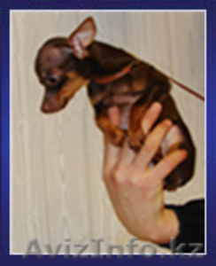 Той терьер шоу класса #558086