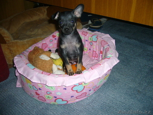 продам щенка той-терьера #514431