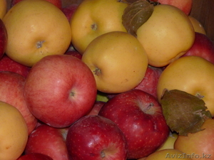 Продам яблоки оптом #549395