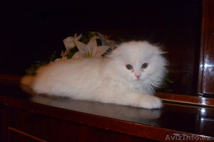 Продам котят Скотиш фолд #533513