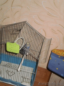 волнистые попугаи недорого #520748