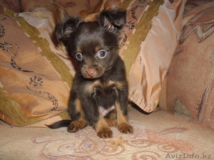 Элитные щенки длинношерстного тойтерьера #547000