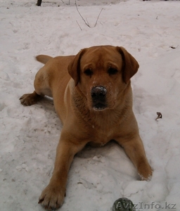 Кобель лабрадор ретривер для вязки #548610