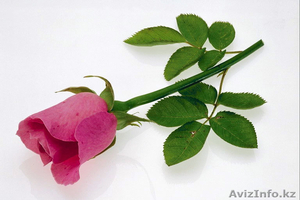 Ищу выскооплачиваемую работу. #576853