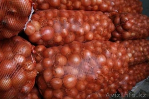 Репчатый лук - 20 тг #564554