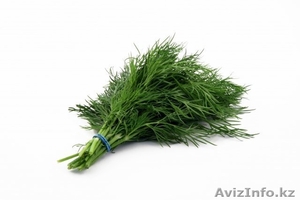 hossein hajihosseininasab momoyorgroup@mail.ru +992917650655 #583249