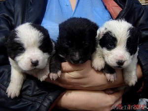 Алабай (среднеазиатская овчарка) #581542