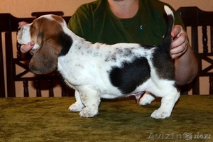 Продаются щенки бассет хаунда #602809