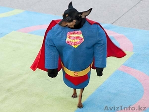 Удивительное Шоу Дрессированных Животных  #599964