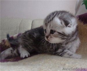 Вислоухие мраморные котята #579875