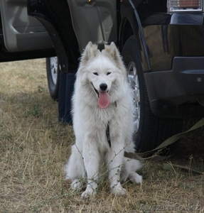 25 марта 2012 г. потерялся кобель Самоедской лайки #596784