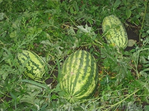 Семена овощей:лука, моркови, свеклы, капусты, корамовых #597616