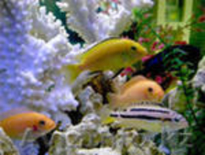 Качественное обслуживание аквариумов (морских,  пресноводных). #585411