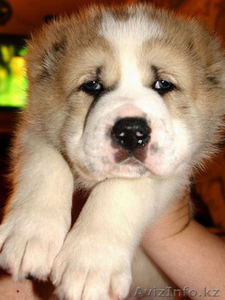 Куплю щенка породы Алабай #593891