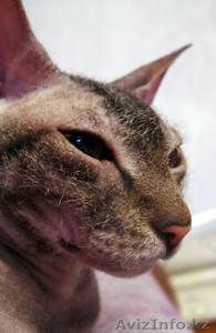 Кошечка Донской Сфинкс #560315