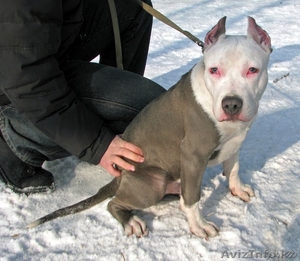 пропал щенок американского стаффордширского терьера                              #602451