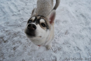 ПРОПАЛА СОБАКА СИБИРСКИЙ ХАСКИ #599382