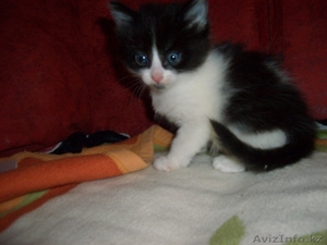 Котята, Астана, даром #590355