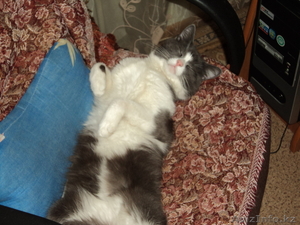 Отдам в надежные  и добрые руки #581359