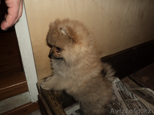 Продам щенков шпица #599738
