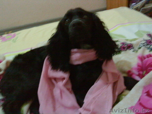 Продаю щенков русский спаниель. #573938