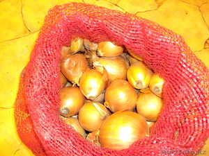 Лук (сорт Халцедон) #601155