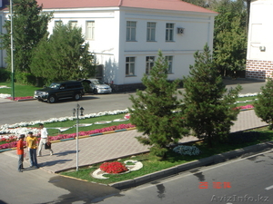 Саженцы, яблони, цветы, семена, береза #604209