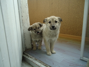 ищу дом для щенят #564328