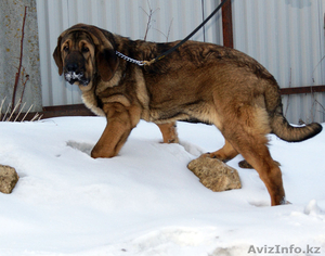 Испанский мастиф,  щенки 5 мес. #599017