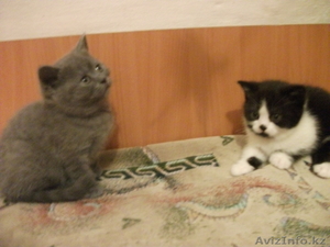 Британские и сиамоориентальные котята #594406