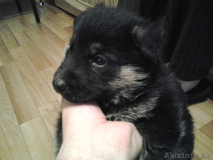 щенок немецкой овчарки,  сука,  возраст 1 месяц,  с паспортом,  прививками #594587