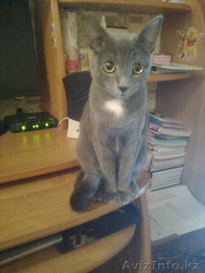 Русская Голубая кошечка ищет на вязку кота #596752