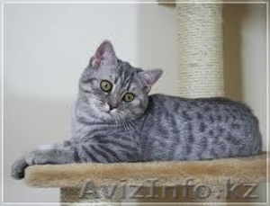 Продам Британских котят от элитных родителей. #584899