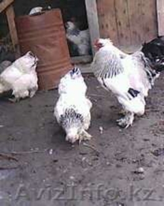 яйца инкубационные брама #588007