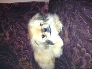 ПЕКИНЕС С РОДОСЛОВНОЙ #570990