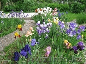 продам дом-дачу в ИЯФ #562150