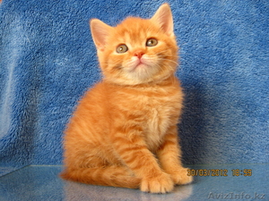 Элитные британские котята редких окрасов, д.р.17.02.2012 #586640