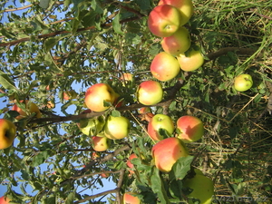 продажа плодовых саженцев #598158